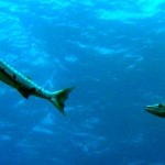 Barracuda Barracuda