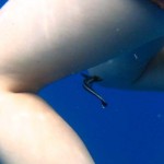Baby remora Baby remora