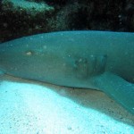 Nurse Shark Nurse Shark