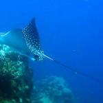 Eagle Ray Eagle Ray