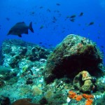 Tons and tons of fish Tons and tons of fish