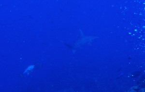 hammerhead 8 foot hammer head shark